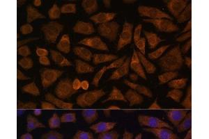 Immunofluorescence analysis of L929 cells using RABIF Polyclonal Antibody at dilution of 1:100 (40x lens). (RABIF anticorps)