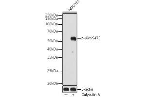 anti-AKT 1/2/3 (pSer472) antibody