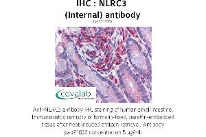 Image no. 1 for anti-NLR Family, CARD Domain Containing 3 (NLRC3) (Internal Region) antibody (ABIN1737382) (NLRC3 anticorps  (Internal Region))