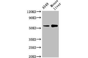 Western Blot Positive WB detected in: A549 whole cell lysate, Mouse liver tissue All lanes: CYP2A13 antibody at 1:2000 Secondary Goat polyclonal to rabbit IgG at 1/50000 dilution Predicted band size: 57 kDa Observed band size: 57 kDa (CYP2A13 anticorps  (AA 252-354))