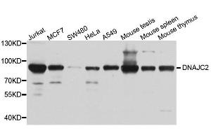 Western blot analysis of extracts of various cell lines, using DNAJC2 antibody. (DNAJC2 anticorps  (AA 1-140))