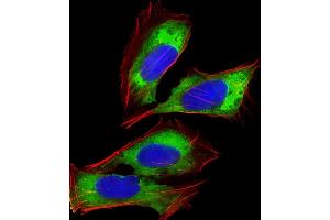 Immunofluorescent analysis of 4 % paraformaldehyde-fixed, 0.