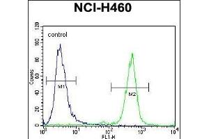 PURB Antibody (C-term)  flow cytometric analysis of NCI- cells (right histogram) compared to a negative control cell (left histogram). (PURB anticorps  (C-Term))