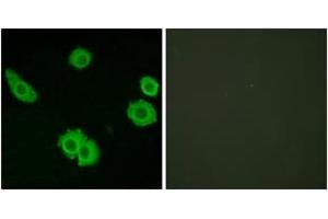 Immunofluorescence analysis of HuvEc cells, using BAI3 Antibody. (BAI3 anticorps  (AA 211-260))