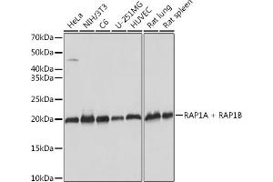 Western blot analysis of extracts of various cell lines, using RA + RB Rabbit mAb (ABIN7269853) at 1:1000 dilution. (RAP1A + RAP1B anticorps)