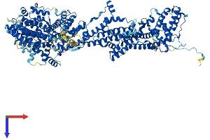 AlphaFold protein structure predicition of Mouse Recombinant Cyfip1 Protein, UniprotID Q7TMB8