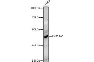 Western blot analysis of extracts of HeLa cells, using CYP11 antibody (713) at 1:1000 dilution.