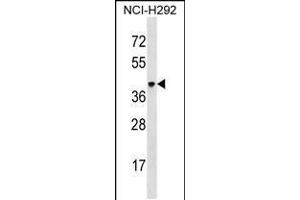 Western blot analysis in NCI-H292 cell line lysates (35ug/lane). (VSIG4 anticorps  (C-Term))