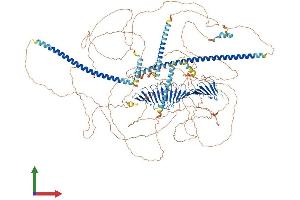 AlphaFold protein structure predicition of Mouse Recombinant Cenpj Protein, UniprotID Q569L8