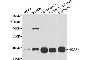 Western blot analysis of extracts of various cell lines, using GDAP1 antibody (ABIN5973967) at 1/1000 dilution. (GDAP1 anticorps)