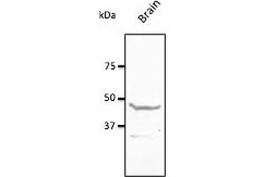 Western Blotting (WB) image for anti-Neuropeptide Y Receptor Y1 (NPY1R) (C-Term) antibody (ABIN7272973) (NPY1R anticorps  (C-Term))