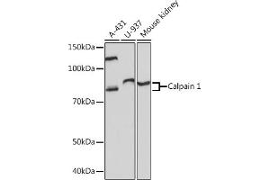 Western blot analysis of extracts of various cell lines, using Calpain 1 Rabbit mAb (ABIN7266033) at 1:1000 dilution. (CAPNL1 anticorps)