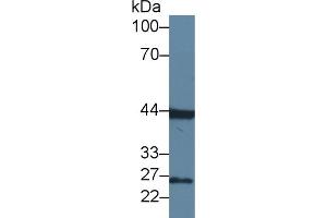 Detection of FGF15 in Rat Cerebrum lysate using Polyclonal Antibody to Fibroblast Growth Factor 15 (FGF15)