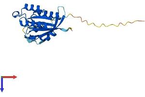 AlphaFold protein structure predicition of Human Recombinant NKIRAS1 Protein, UniprotID Q9NYS0