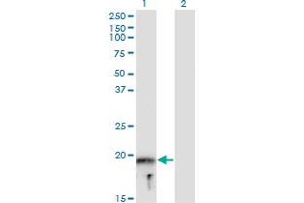 MYLPF antibody  (AA 1-169)