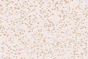 Immunohistochemistry analysis of paraffin-embedded mouse striatum using,SUN2 (ABIN7075502) at dilution of 1: 4000 (SUN2 anticorps)