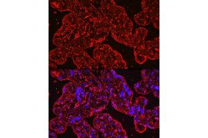 Immunofluorescence analysis of human placenta cells using PROK1 Rabbit mAb (ABIN7269546) at dilution of 1:100 (40x lens).