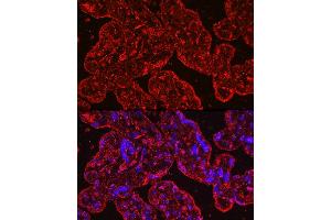 Immunofluorescence analysis of human placenta cells using PROK1 Rabbit mAb (ABIN7269546) at dilution of 1:100 (40x lens). (Prokineticin 1 anticorps)