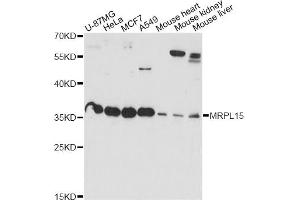 Western blot analysis of extracts of various cell lines, using MRPL15 antibody (ABIN6290631) at 1:1000 dilution.