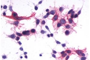 Image no. 1 for anti-Purinergic Receptor P2Y, G-Protein Coupled, 1 (P2RY1) (C-Term) antibody (ABIN1049199) (P2RY1 anticorps  (C-Term))