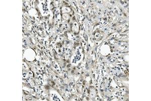IHC analysis of EAPP using anti-EAPP antibody (ABIN7599214). (EAPP anticorps  (AA 1-285))