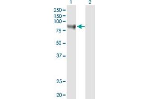 Western Blot analysis of STAT3 expression in transfected 293T cell line by STAT3 MaxPab polyclonal antibody.
