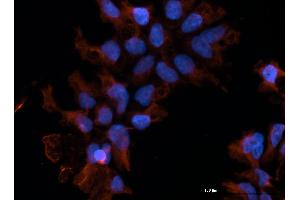 Immunofluorescence  staining of huSSECTM cell line overexpressing hFcRn-EGFP using  clone DVN24 at 15µg/ml and Texas Red™ conjugated anti-mouse secondary.