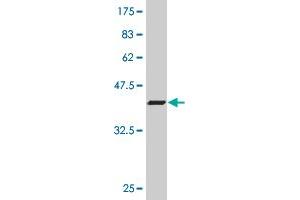 Western Blot detection against Immunogen (37.