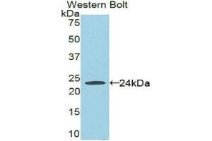 Western Blotting (WB) image for anti-Fas (TNFRSF6)-Associated Via Death Domain (FADD) (AA 7-178) antibody (ABIN3202512) (FADD anticorps  (AA 7-178))