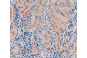 Detection of Ang1-7 in Human Kidney Tissue using Polyclonal Antibody to Angiotensin 1-7 (Ang1-7) (Angiotensin 1-7 anticorps)