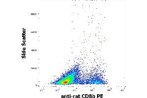 Flow cytometry surface staining pattern of rat splenocyte suspension stained using anti-rat CD8b (341) PE antibody (concentration in sample 3 μg/mL). (CD8B anticorps  (PE))