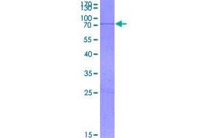 Transforming Growth Factor, beta 3 (TGFB3) (AA 1-412) protein (GST tag)
