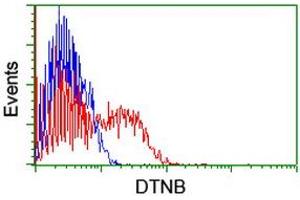 HEK293T cells transfected with either RC203798 overexpress plasmid (Red) or empty vector control plasmid (Blue) were immunostained by anti-DTNB antibody (ABIN2455574), and then analyzed by flow cytometry. (Dystrobrevin beta anticorps)