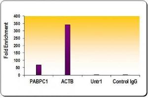 Histone H3 acetyl Lys27 antibody tested by ChIP analysis. (Histone 3 anticorps  (H3K27ac))