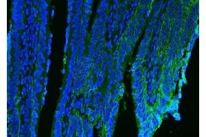 IF analysis of CD9 using anti-CD9 antibody (ABIN7600001). (CD9 anticorps  (AA 139-192))