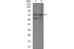 Western blot analysis using GUCY1A3 mouse mAb against HEK293 (1) and Raji (2) cell lysate.