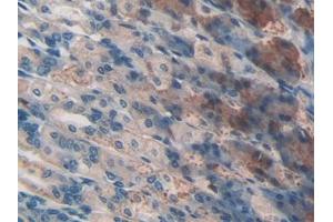 IHC-P analysis of Mouse Stomach Tissue, with DAB staining. (CD46 anticorps  (AA 157-365))