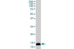 CALML3 MaxPab polyclonal antibody. (CALML3 anticorps  (AA 1-149))