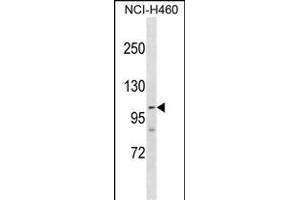 RP1 Antibody (Center) (ABIN1881628 and ABIN2838817) western blot analysis in NCI- cell line lysates (35 μg/lane). (PARP1 anticorps  (AA 590-618))