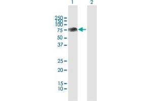 Western Blot analysis of PLXDC1 expression in transfected 293T cell line by PLXDC1 MaxPab polyclonal antibody. (PLXDC1 anticorps  (AA 1-500))