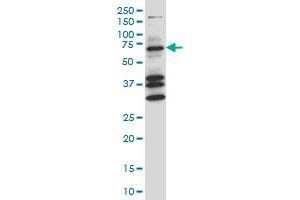 COIL monoclonal antibody (M05A), clone 4B8 Western Blot analysis of COIL expression in NIH/3T3 . (Coilin anticorps  (AA 477-575))