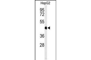 Western blot analysis of HFE2 Antibody in HepG2 cell line lysates (35ug/lane) (HFE2 anticorps  (C-Term))