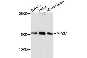Western blot analysis of extracts of various cell lines, using MPZL1 antibody (ABIN6292381) at 1:3000 dilution.