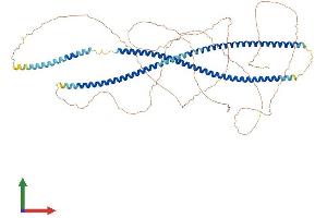 AlphaFold protein structure predicition of Mouse Recombinant Krt2 Protein, UniprotID Q3TTY5