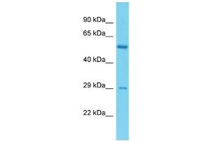 Host: Rabbit Target Name: C19orf66 Sample Type: ACHN Whole cell lysates Antibody Dilution: 1. (C19ORF66 anticorps  (N-Term))