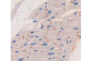 Used in DAB staining on fromalin fixed paraffin- embedded Kidney tissue (GFRA1 anticorps  (AA 239-350))