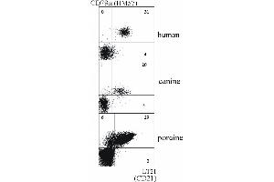 Double staining of human, canine and porcine B lymphocytes with anti-CD79a (HM57) and anti-CD21 (LT21) antibody. (CD21 anticorps  (PE))