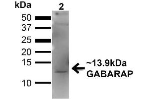 Western blot analysis of Human 293T showing detection of ~13. (GABARAP anticorps  (N-Term) (Atto 594))