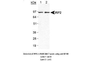 Image no. 2 for anti-Iron-Responsive Element Binding Protein 2 (IREB2) antibody (ABIN363497) (IREB2 anticorps)