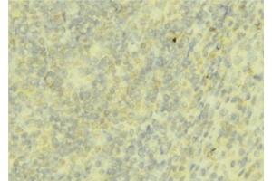 ABIN6276755 at 1/100 staining Mouse liver tissue by IHC-P. (Hepcidin anticorps  (Internal Region))